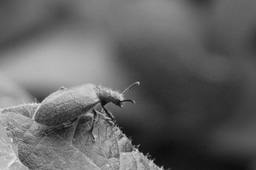 Symbiotic bacteria: from hitchhikers to bodyguards 